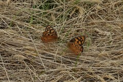 Heteronympha penelope
