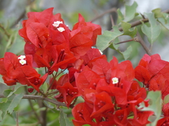 Bougainvillea spectabilis