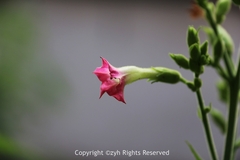 Nicotiana tabacum