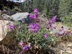 Penstemon azureus