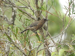 Myzomela obscura