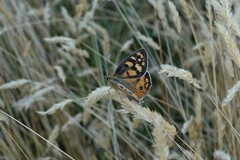 Heteronympha penelope