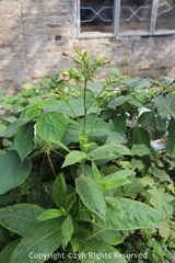 Nicotiana tabacum