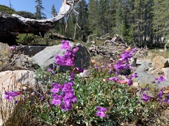 Penstemon azureus