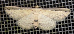 Cyclophora