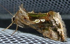 Chrysodeixis illuminata