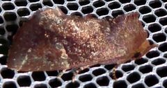 Elusa ustula