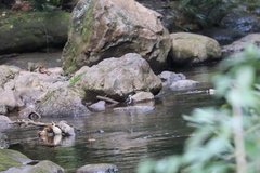 Cinclus leucocephalus
