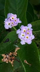 Lantana involucrata