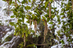 Garrya elliptica