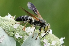 Tachytes guatemalensis