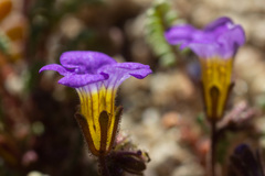Phacelia fremontii