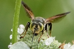 Tachytes guatemalensis