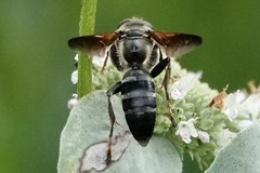 Tachytes guatemalensis