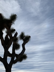 Yucca brevifolia