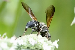 Tachytes guatemalensis