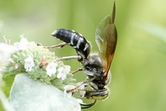Tachytes guatemalensis