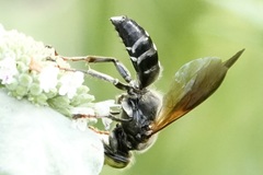 Tachytes guatemalensis