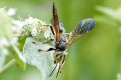 Tachytes guatemalensis
