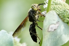 Tachytes guatemalensis