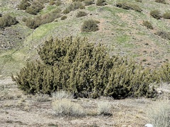 Juniperus californica