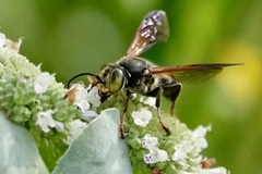 Tachytes guatemalensis