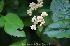 Persicaria chinensis