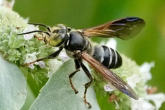 Tachytes guatemalensis