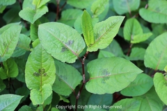 Persicaria chinensis