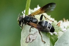 Tachytes guatemalensis