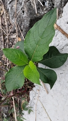 Trichodesma calycosum