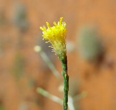 Chrysocephalum puteale