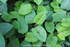 Persicaria chinensis