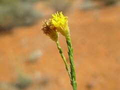 Chrysocephalum puteale