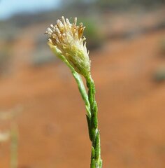Chrysocephalum puteale