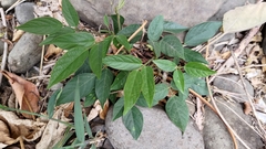 Centrosema pubescens