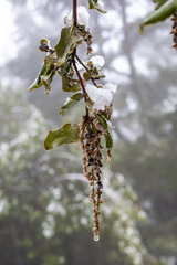 Garrya elliptica