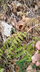 Microlepia nepalensis