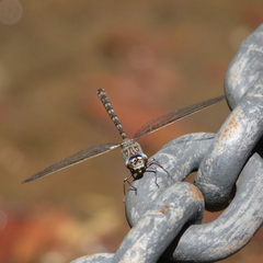 Austroaeschna subapicalis