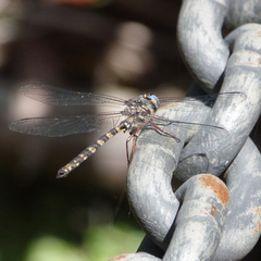 Austroaeschna subapicalis