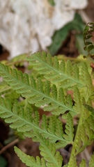 Microlepia nepalensis