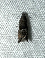 Sereda tautana