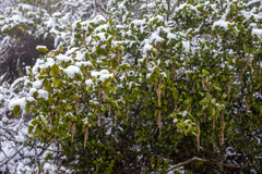 Garrya elliptica