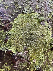 Hyperphyscia syncolla