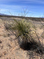 Yucca elata