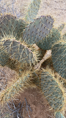 Opuntia chlorotica