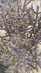 Cylindropuntia ramosissima
