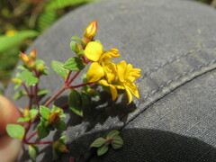 Chaetolepis microphylla