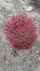 Ferocactus cylindraceus