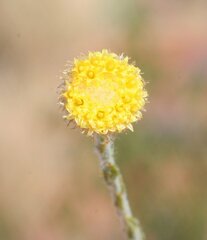 Chrysocephalum eremaeum